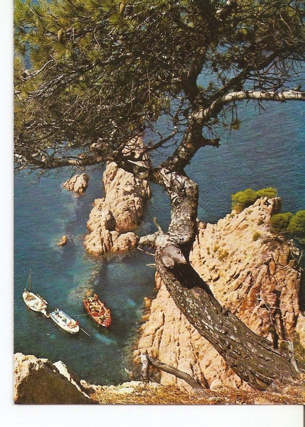 Postal 028720 : Costa Brava, Rocas y pinos