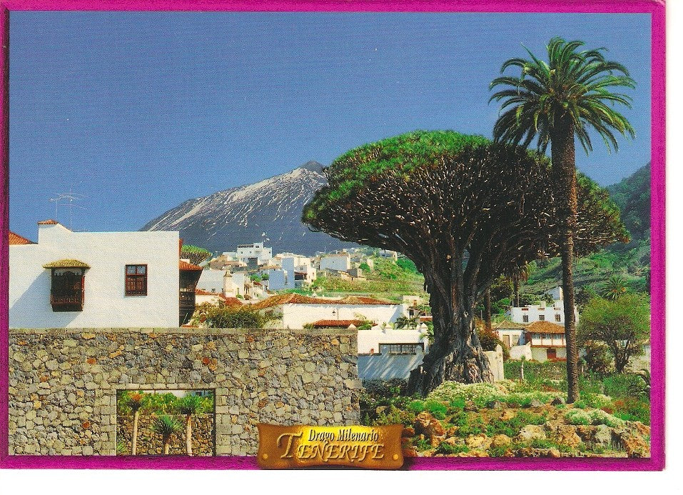 Postal 028923 : Drago Milenario Icod de los Vinos, Tenerife