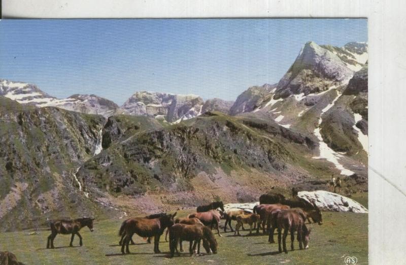 PostaL 001734: Caballos pastando en los montes de Andorra