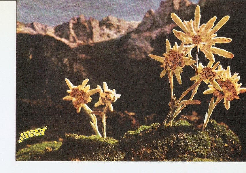 Postal 024857 : Flor de Nieve o Edelweis. Alto Aragon (Huesca)