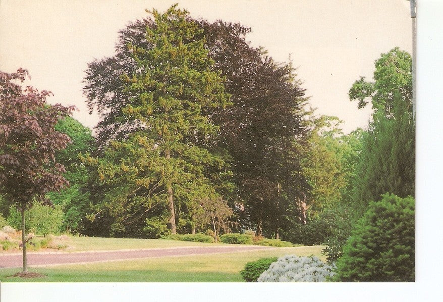 Postal 024906 : Bosque