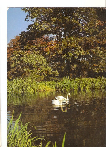 Postal 024913 : Cisnes