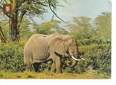 Postal 025284 : Animales Salvajes