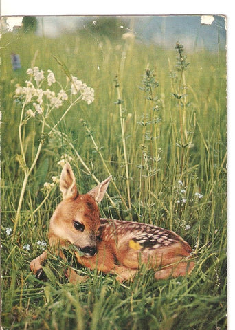 Postal 025288 : Faon