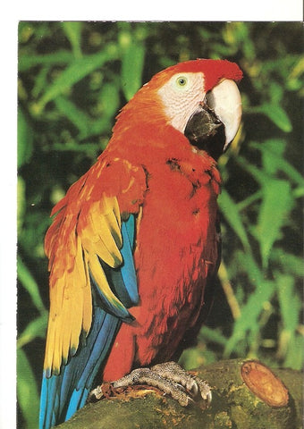 Postal 025302 : Loro
