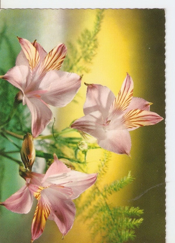 Postal 025306 : Flores