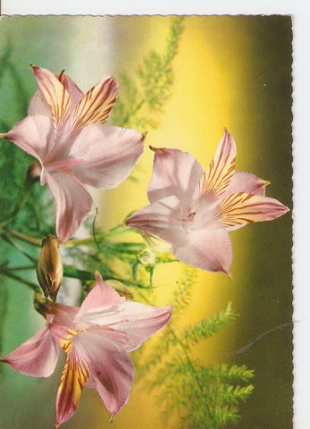 Postal 025306 : Flores