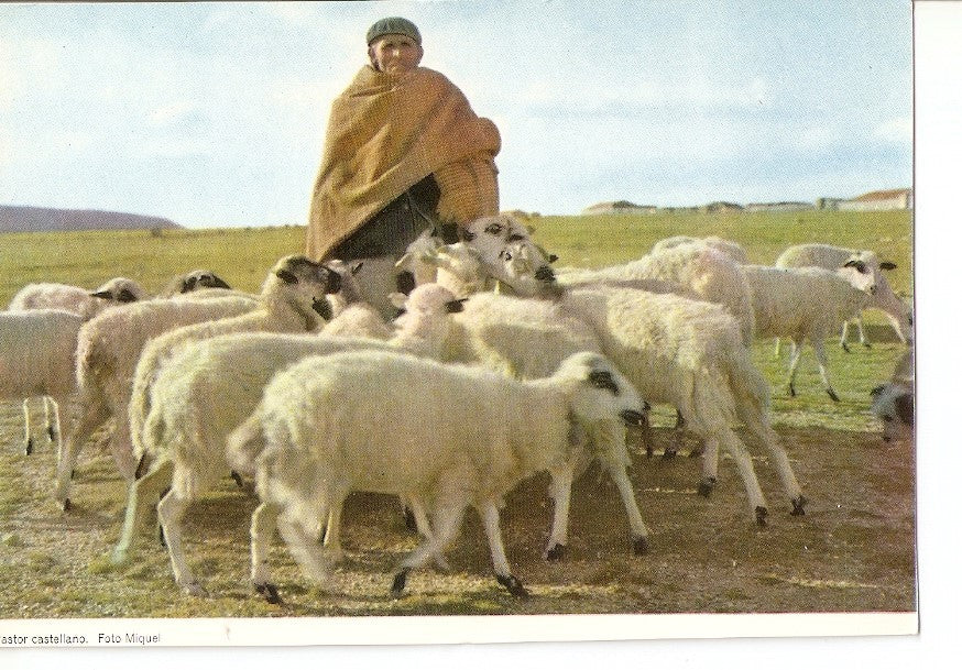 Postal 025763 : Pastor castellano. Foto Miquel