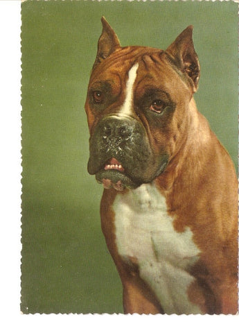 Postal 026408 : Perro raza Boxer