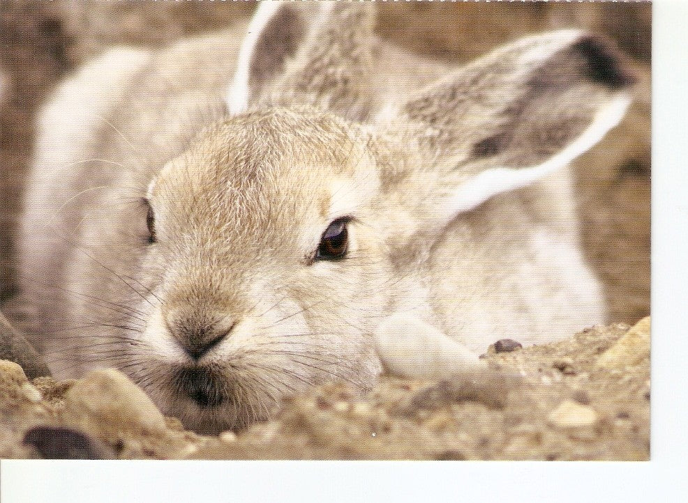 Postal 026420 : Utiliza productos no experimentados en animales