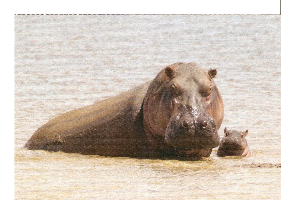 Postal 026421 : Contribuye a que los animales vivan en su habitat natural