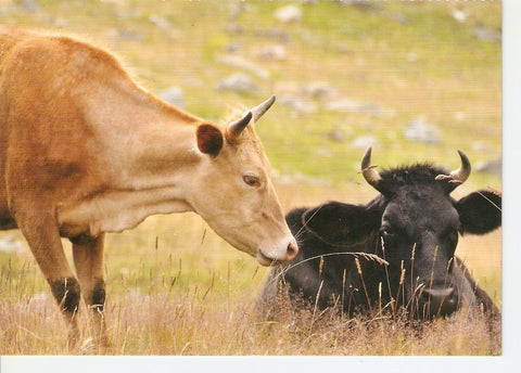 Postal 026422 : No seas indiferente a los festejos populares con animales