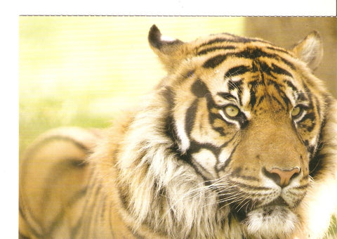 Postal 026423 : Evita los espectaculos que utilizan animales
