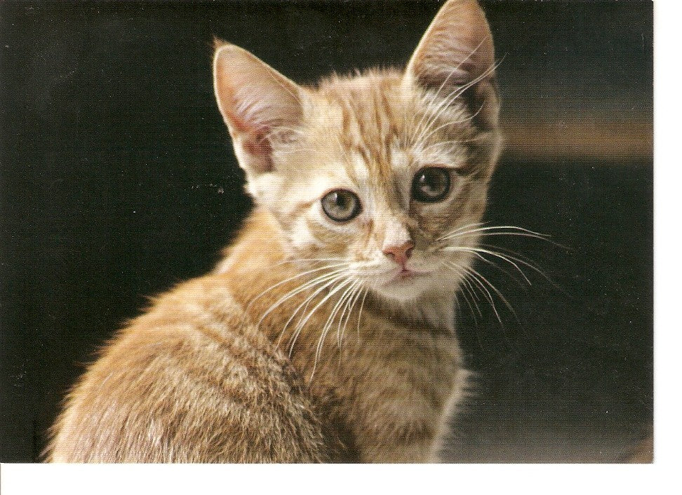 Postal 026424 : Adopta: los amigos no se compran
