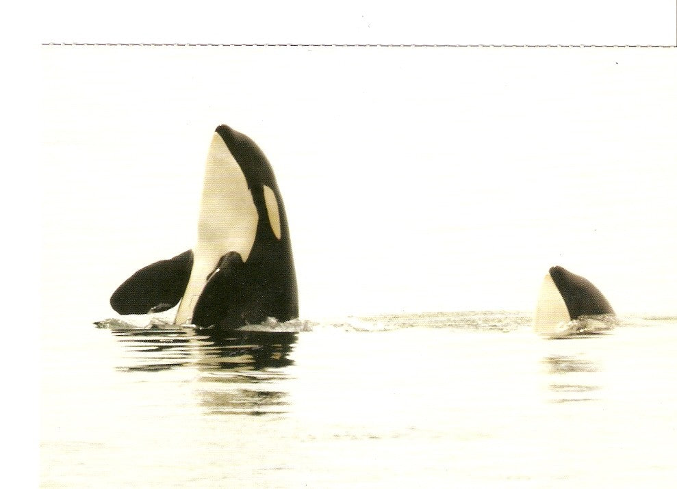 Postal 026427 : Ayudales a vivir en el oceano