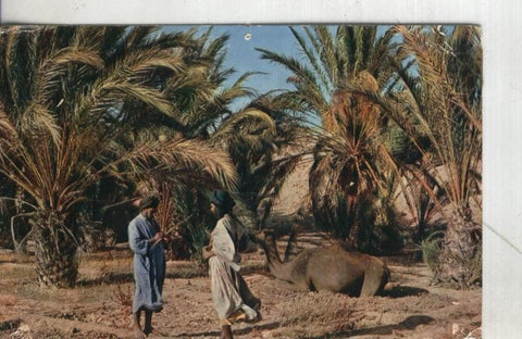 Postal 002137: Sahara Español-Oasis de Meseied