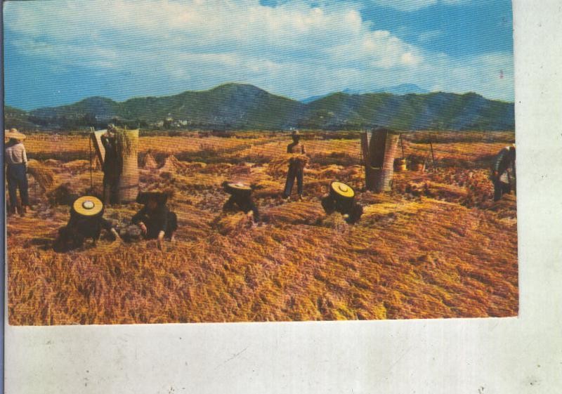 Postal 013534: Campesinos de Hong Kong, china