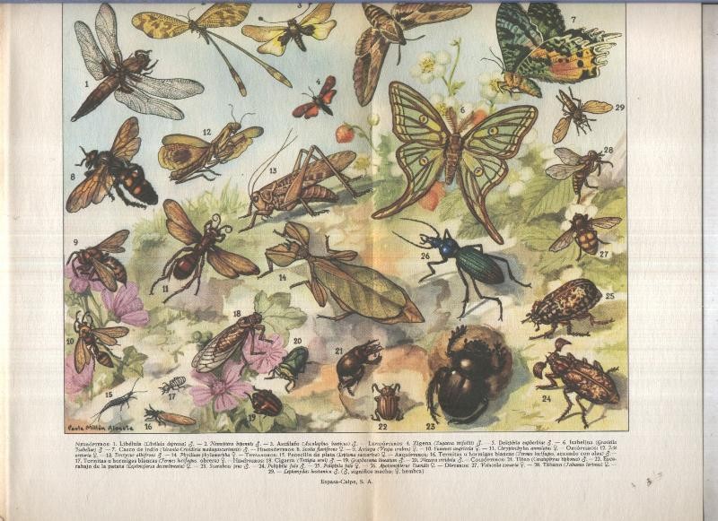 Lamina 136: Insectos