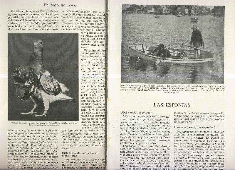 Las esponjas y La orientacion de las palomas mensajeras
