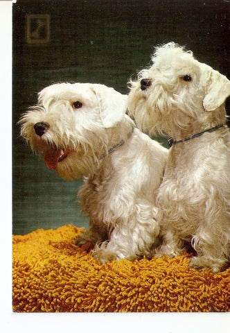Postal 029434 : Dos perros