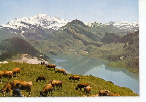 Postal 029463 : LEte Dans les Alpes Paturage au bord dun lac de montagne
