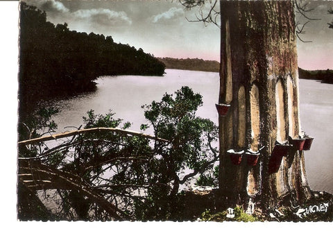 Postal 029477 : Visages des Landes. Le Pin Blesse