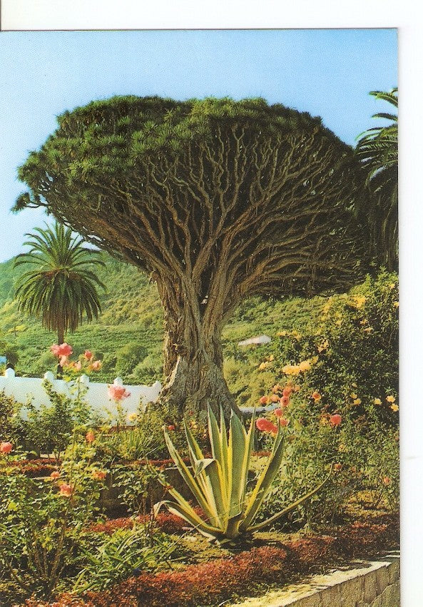 Postal 029624 : Icod de los Vinos - Tenerife Drago Milenario
