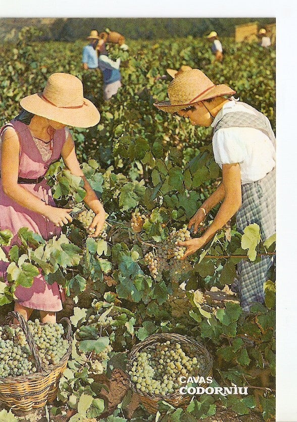 Postal 029749 : Cavas Codorniu Vendimia