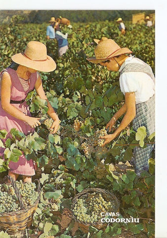 Postal 029749 : Cavas Codorniu Vendimia