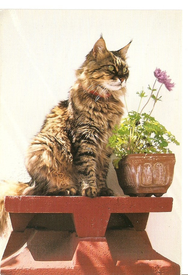 Postal 029757 : Gato