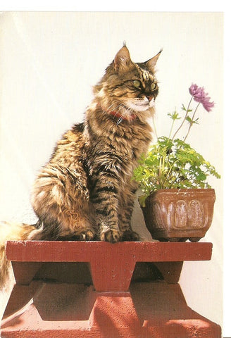Postal 029757 : Gato