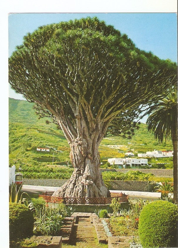 Postal 029823 : Drago Icod de los Vinos Tenerife