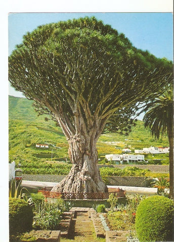 Postal 029823 : Drago Icod de los Vinos Tenerife