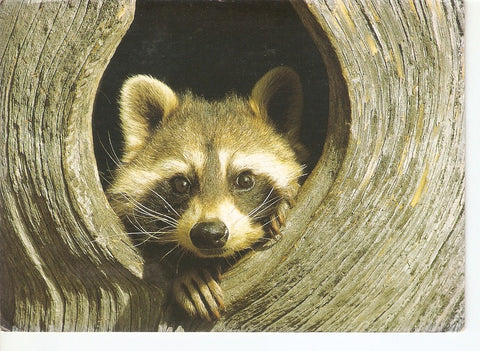 Postal 031524 : Raccon