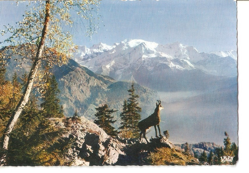 Postal 030240 : Les Pyrenees. Isard