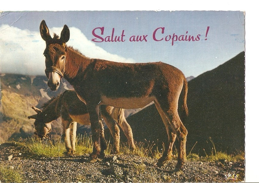 Postal 030536 : Deux bons copains