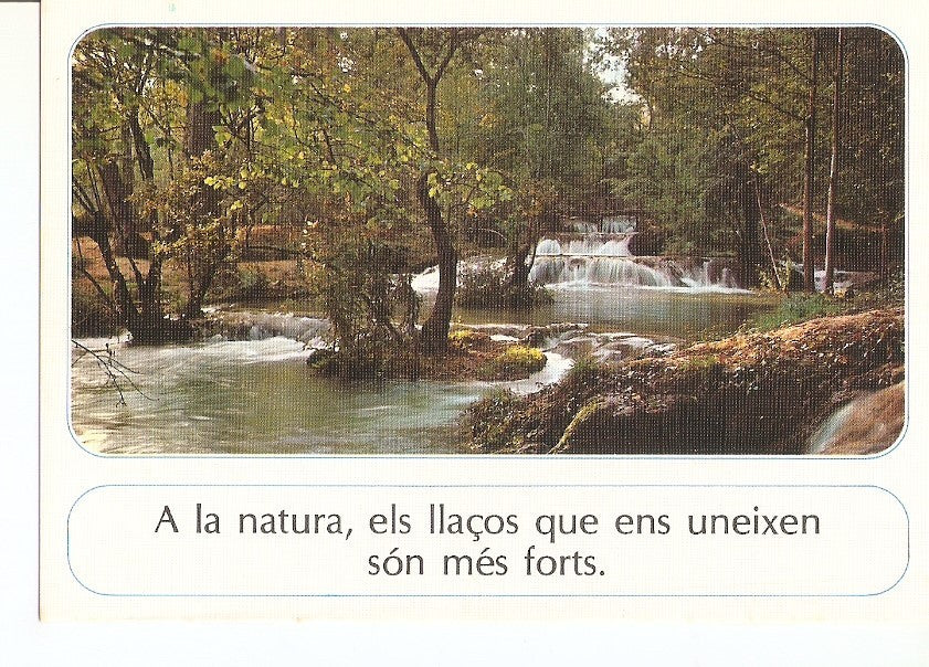 Postal 030590 : Rio en el bosque