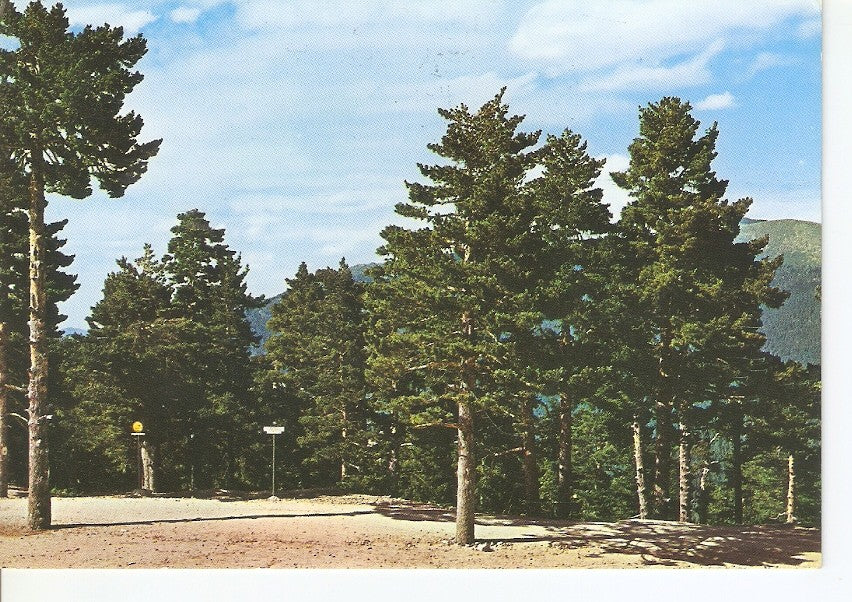 Postal 030789 : Puerto de Navacerrada (Madrid). Pinares