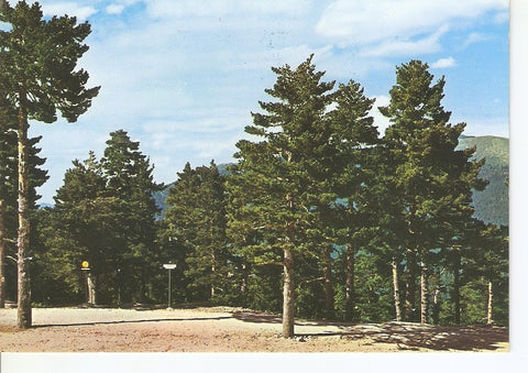 Postal 030789 : Puerto de Navacerrada (Madrid). Pinares