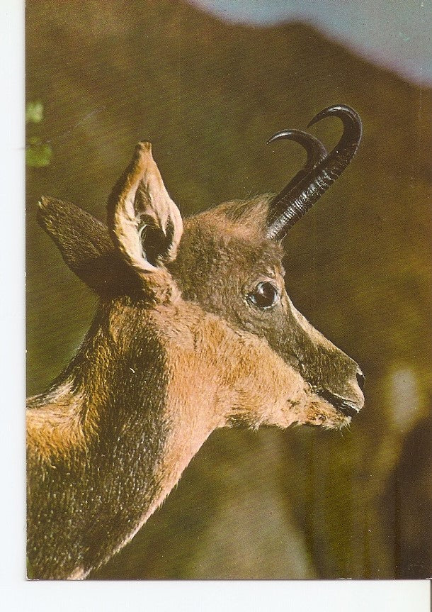 Postal 031017 : Recuerdo pirenaico Sarrio - Isard