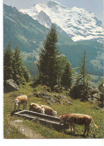 Postal 031047 : Jungfrau