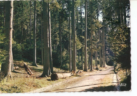 Postal 030663 : Paysage de lest Route forestiere