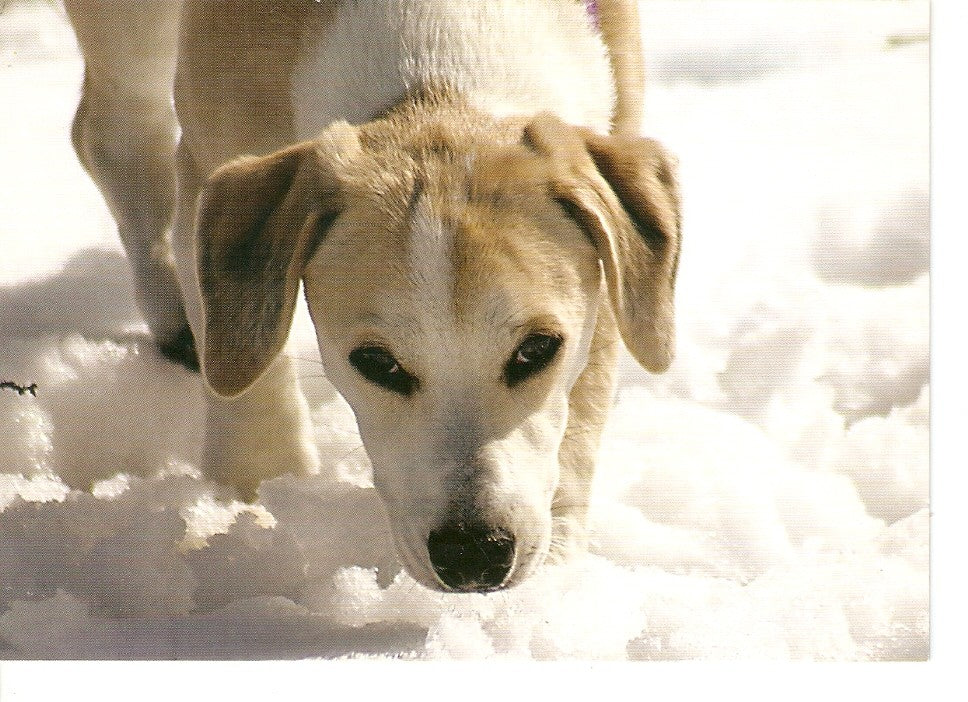 Postal 031377 : Perro en la nieve