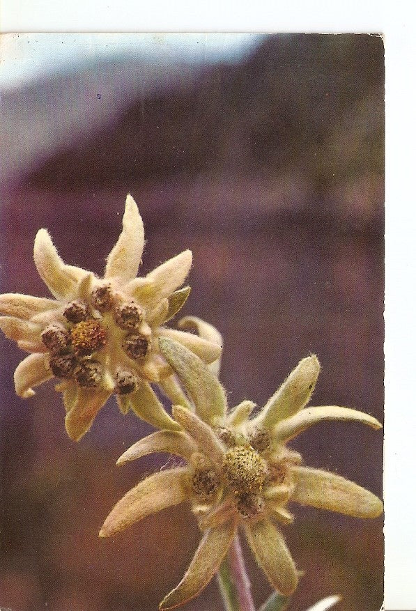 Postal 031039 : Flor de Nieve (Edelweis)
