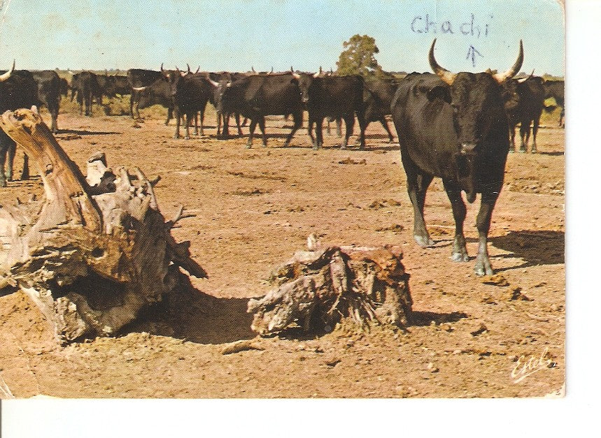 Postal 031616 : En Camarque. Manade de taureaux