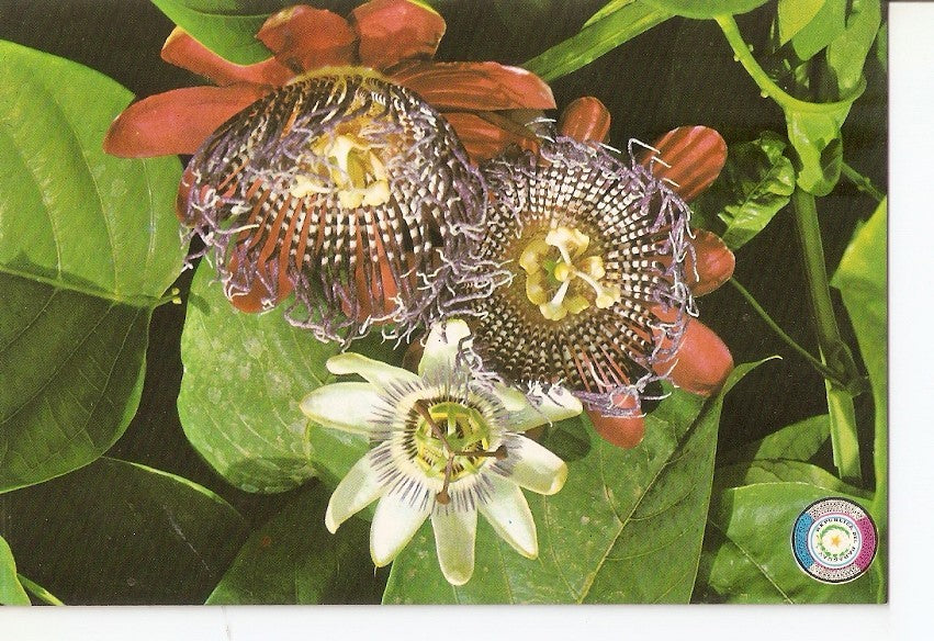 Postal 031653 : Flores del Paraguay