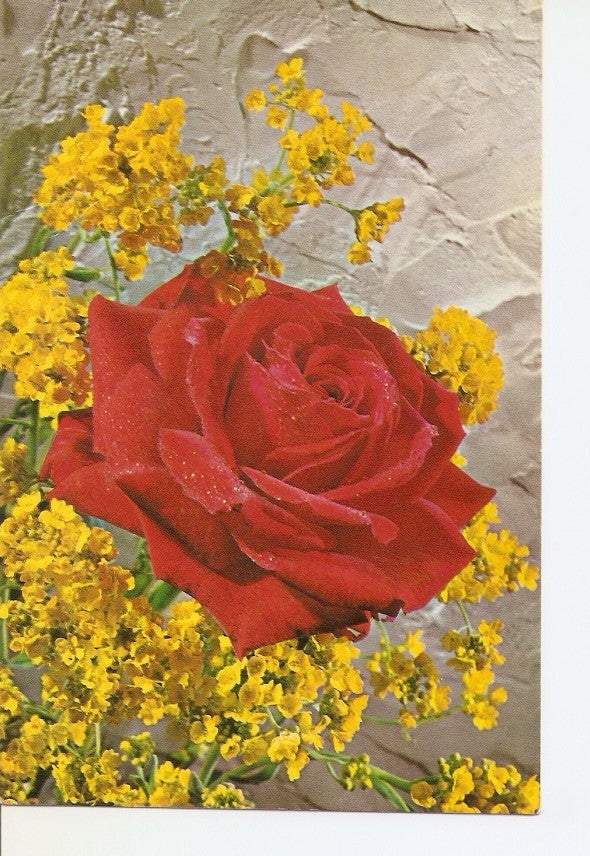 Postal 031691 : Rosa roja