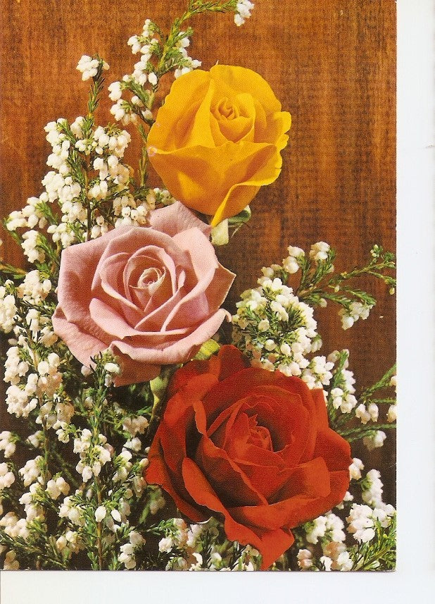Postal 031700 : Rosas