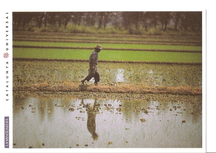 Postal 031976 : El Delta de lEbre. Campo de arroz
