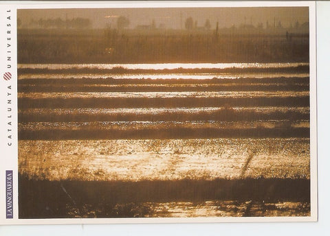 Postal 031977 : El Delta de lEbre. Amanecer en una de las zonas de cultivo